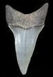 Glossy, Fossil Mako Shark Tooth - Georgia #45333-1